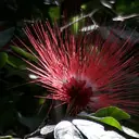 thema flora, Calliandra surinamensis, Hortus Amsterdam