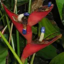 thema flora, Heliconia chartacea, Hortus Amsterdam