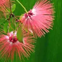 thema flora, Calliandra surinamensis (2), Hortus Amsterdam