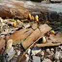 thema flora, Breeksteeltjes in het Lemurisch Bos, Veelerveen, Groningen