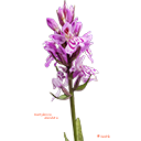 thema flora, Dactyloriza maculata