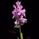 thema flora, Dactylorhiza maculata