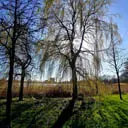 THEMA STEDELIJK & LANDSCHAPPEN, Spring sunshine